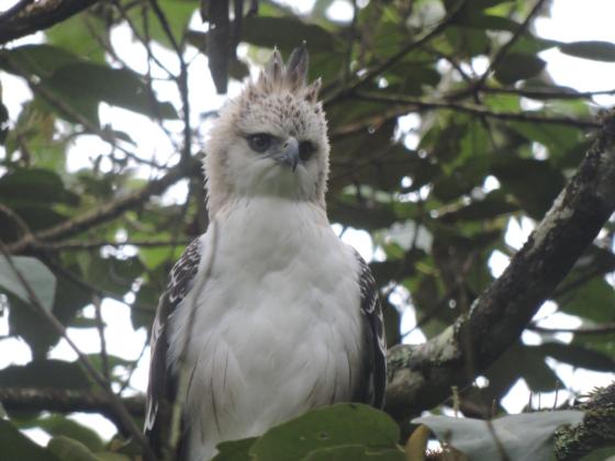 Aguila crestada 