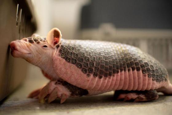 armadillo coletrapo Medellín noticias Antioquia 