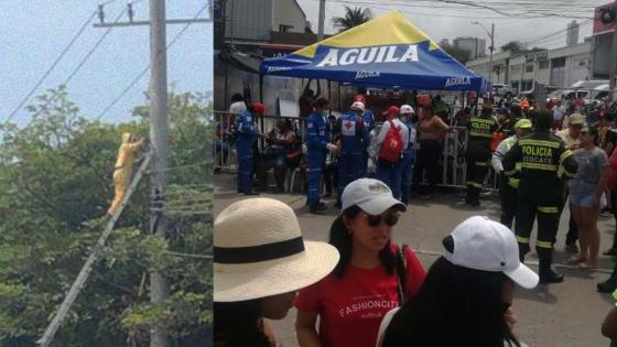 abejas Carnaval de Barranquilla