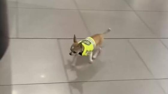 Chihuahua Chihuahua