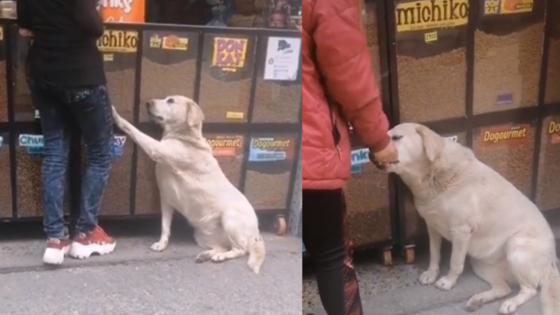 Perrito viral Perrito viral