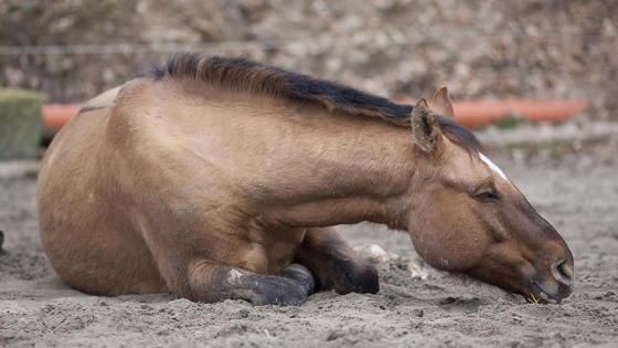 caballo cochero maltrato animal Popayán Alejandro Riaño