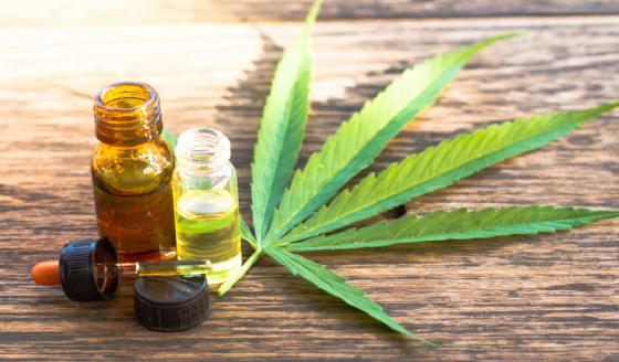 cannabis veterinario cannabis veterinario