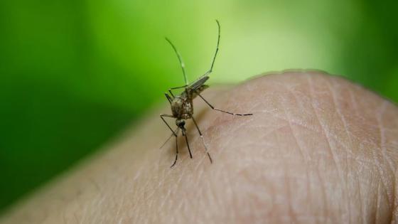 dengue