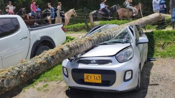 palma-de-cera-aplastó-carro-Valle-del-Cocora palma-de-cera-aplastó-carro-Valle-del-Cocora