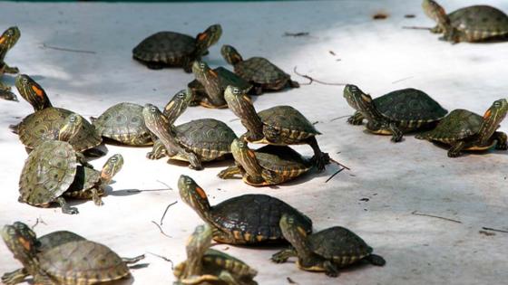 Las sanciones por traficar tortugas hicotea en Colombia 