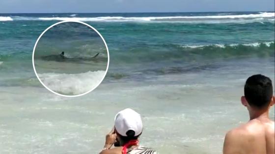 turistas-foto-con-tiburones turistas-foto-con-tiburones