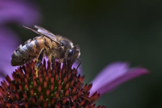 abejas día de las abejas noticias cada abeja cuenta abejas día de las abejas noticias cada abeja cuenta