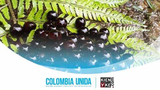 Chambimbe, el exótico fruto colombiano que ayuda al medio ambiente Chambimbe, el exótico fruto colombiano que ayuda al medio ambiente