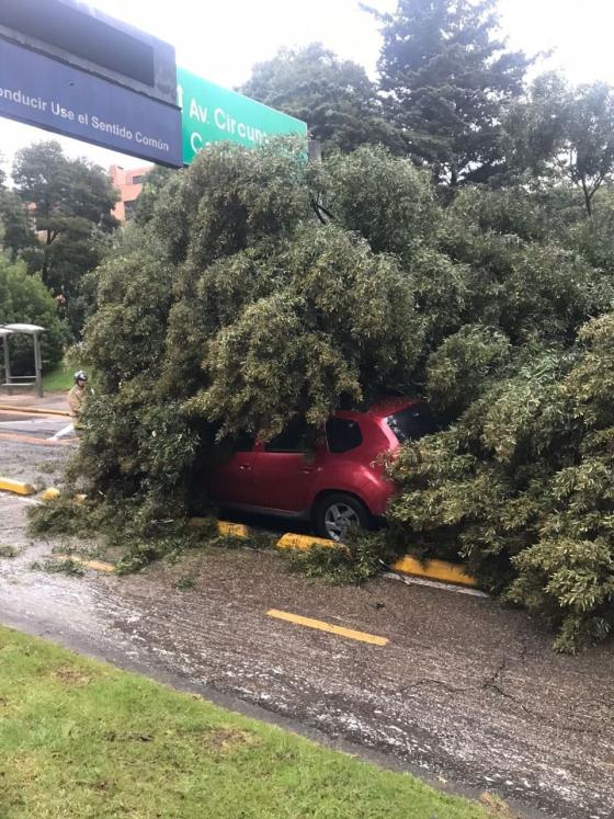 caida-arbol-en-bogota-ocasiona-caos-vial caida-arbol-en-bogota-ocasiona-caos-vial