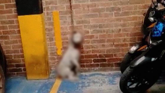 Nuevo caso de maltrato animal en Bogotá Nuevo caso de maltrato animal en Bogotá