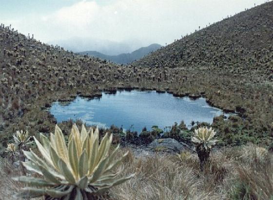 Paramo