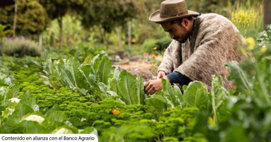 Crédito Joven Rural: la iniciativa del Banco Agrario que apoya el emprendimiento juvenil Crédito Joven Rural: la iniciativa del Banco Agrario que apoya el emprendimiento juvenil
