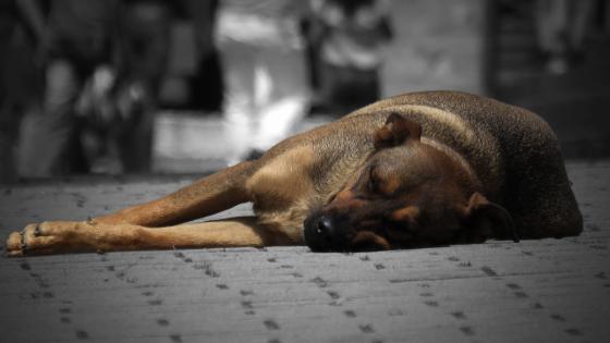 matan perro para cocinar Risaralda 