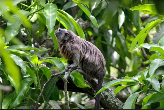 primate trafico de fauna Medellín noticias