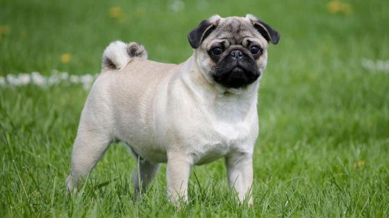 Raza Pug