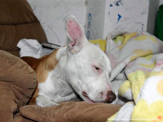 Hombre acusado de maltratar a su mascota fue judicializado en Bogotá Hombre acusado de maltratar a su mascota fue judicializado en Bogotá