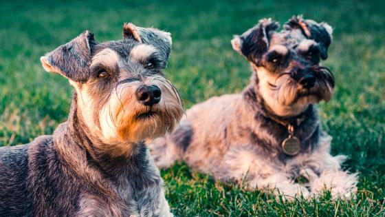 El perro más feo del mundo El perro más feo del mundo