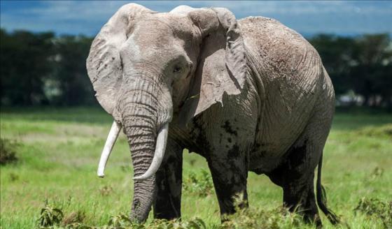 elefante noticias India elefante noticias India