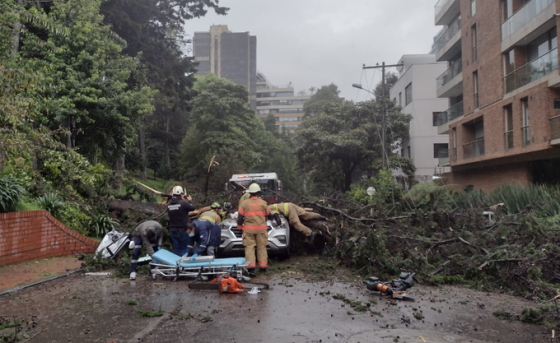 Emergencia al norte de Bogotá tras caída de árbol