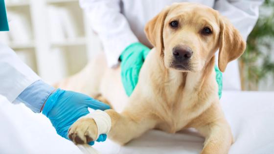 Cuidados para tu mascota Cuidados para tu mascota