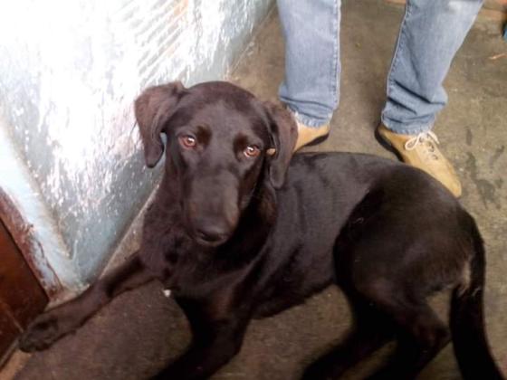 La conmovedora historia de ‘Luna’, mascota que se encuentra pérdida en Bogotá La conmovedora historia de ‘Luna’, mascota que se encuentra pérdida en Bogotá