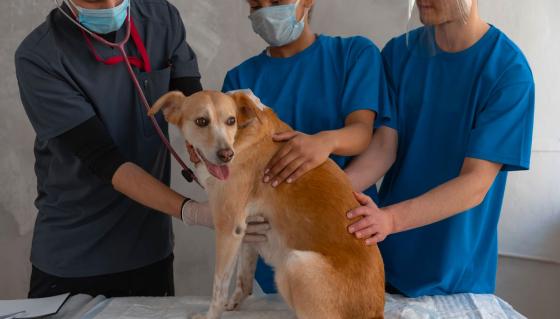 enfermedades respiratorias en perros