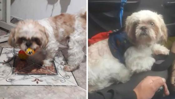 Perro_Taxi Perro_Taxi