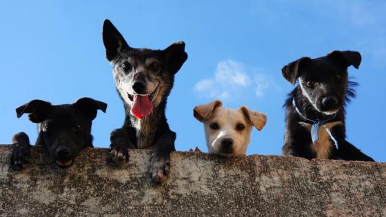 Perritos virales Perritos virales