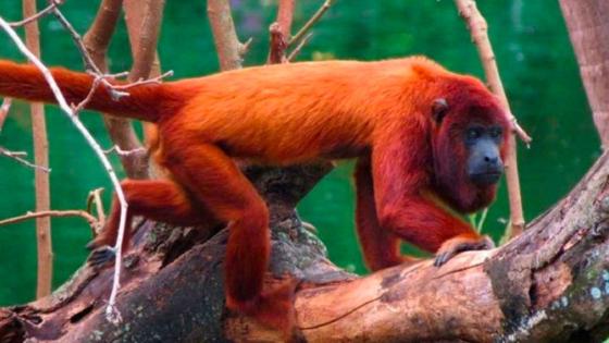 Mono aullador rojo Mono aullador rojo