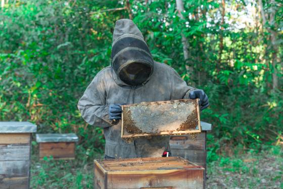 apicultura bajo cauca noticias Antioquia Colombia