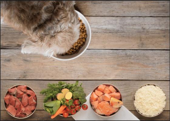comida para perros noticias que puede comer un perro