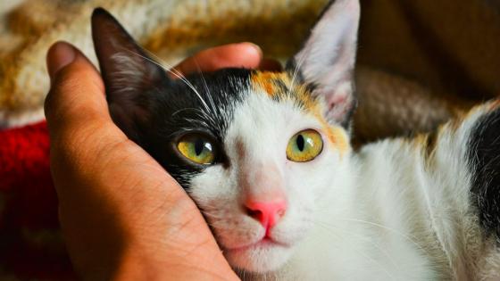 ¡Agéndese! Bogotá tendrá jornadas gratuitas de atención médica para mascotas
