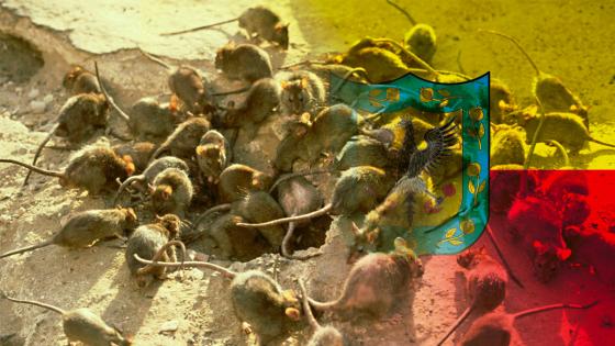 plaga-de-ratas-Bogotá plaga-de-ratas-Bogotá