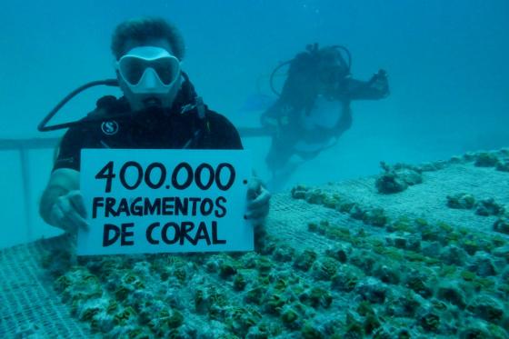 siembra fragmentos de Coral Providencia siembra fragmentos de Coral Providencia