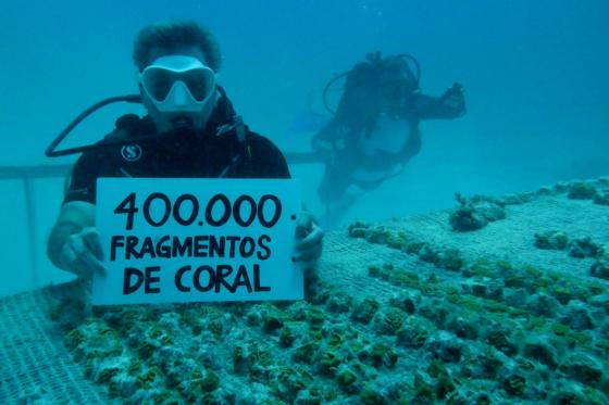 siembra fragmentos de Coral Providencia 