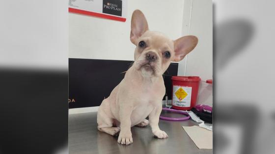 Candy la perrita robada a dos niños en Medellín noticias Candy la perrita robada a dos niños en Medellín noticias