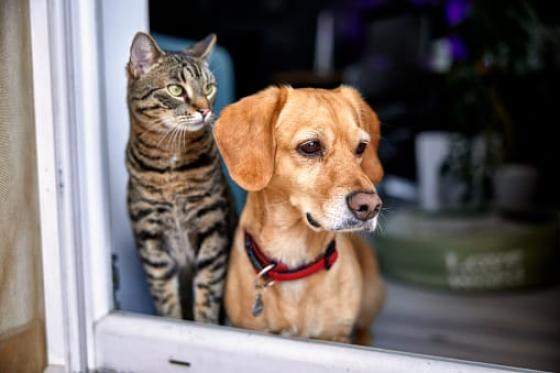 donacion sangre perros gatos noticias Colombia donacion sangre perros gatos noticias Colombia