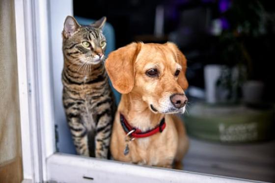 donacion sangre perros gatos noticias Colombia