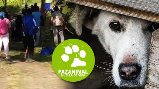 Invasión Pazanimal Invasión Pazanimal