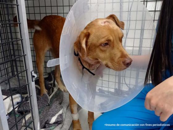 perro pulidora Bello Antioquia noticias maltrato animal perro pulidora Bello Antioquia noticias maltrato animal