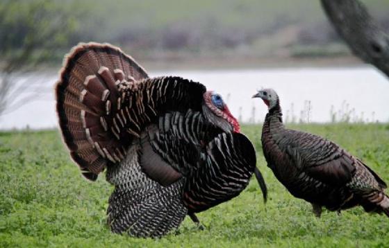 pisco pavo villa de leyva noticias concejal gerardo beltrán pisco pavo villa de leyva noticias concejal gerardo beltrán