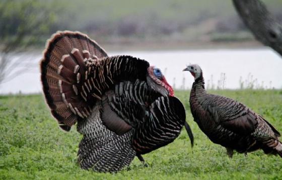 pisco pavo villa de leyva noticias concejal gerardo beltrán 