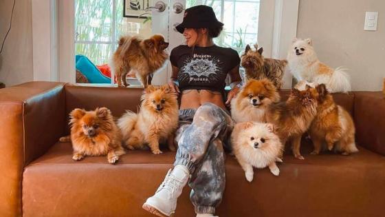Greeicy coche perros Greeicy coche perros