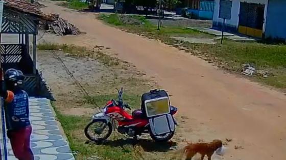 perro ladrón perro ladrón
