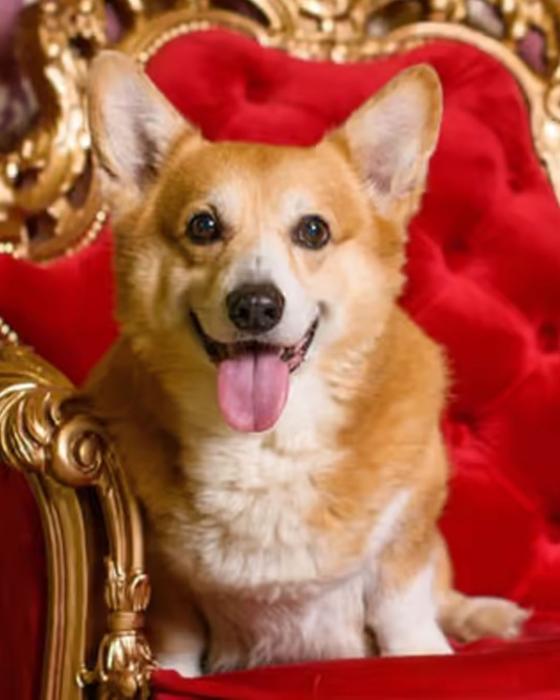 las mascotas de la reina Isabel II