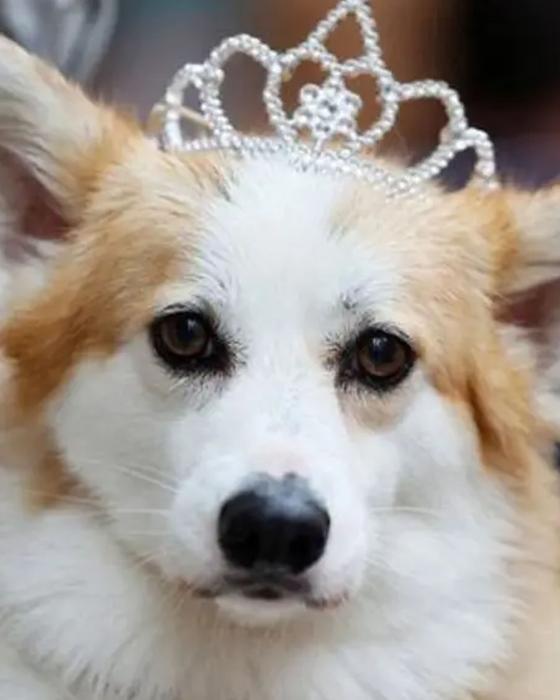 las mascotas de la reina Isabel II las mascotas de la reina Isabel II