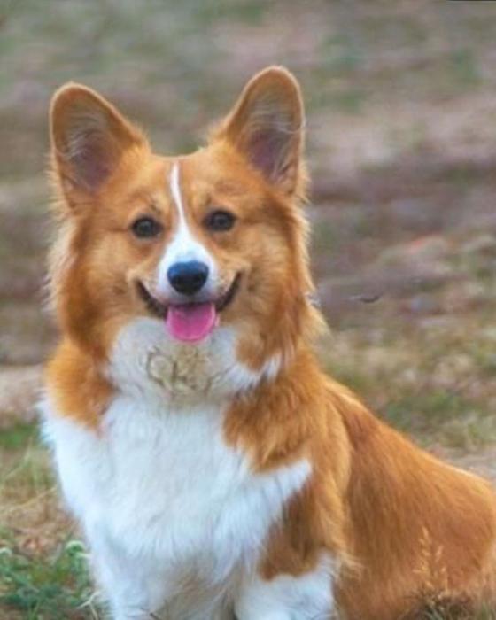 las mascotas de la reina Isabel II las mascotas de la reina Isabel II