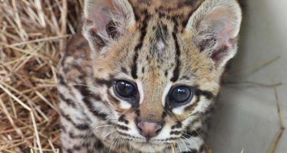 ocelote infantil area metropolitana ocelote infantil area metropolitana