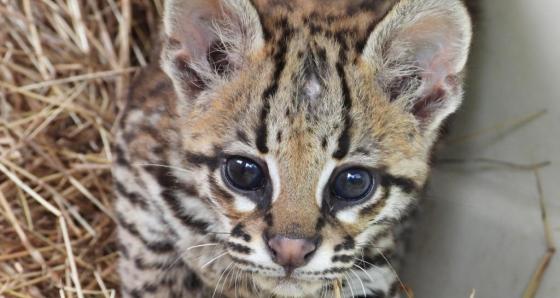 ocelote infantil area metropolitana 